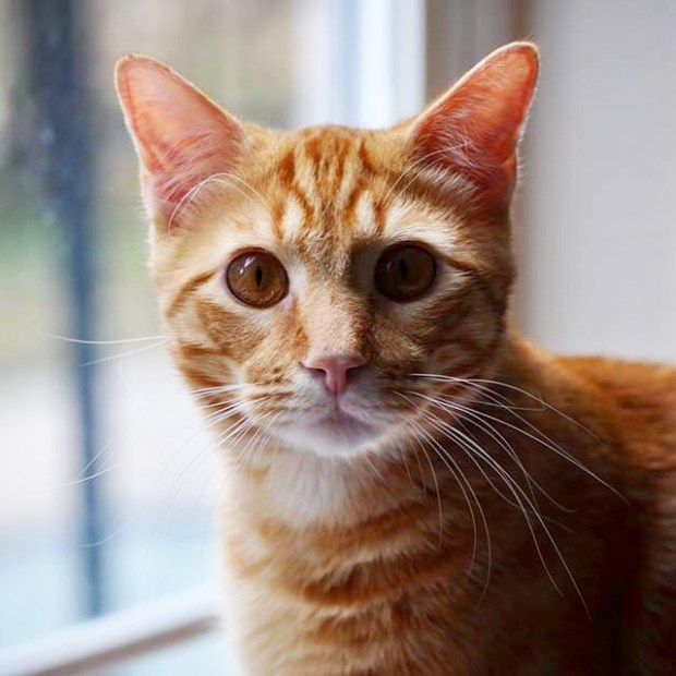 I got a new lens for my DSLR so I have some beautiful new photos of my babies!