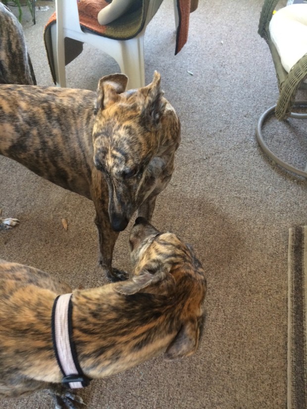 Elsa got to reunite with her littermate/sister who is currently available for adoption!